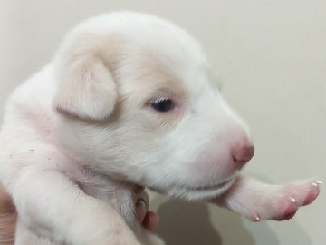 Indian pariah dog – वफ़ादारी की कोई कीमत नहीं होती,वरना ये सड़क का कुत्ता सबसे अमीर होता। – Jalandhar