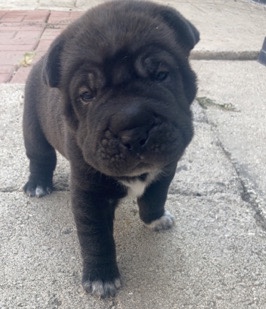 Chinese sharpei puppies 