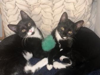 Image of American Shorthair