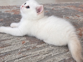 British Shorthair – Ny1133 female – Abu Dhabi
