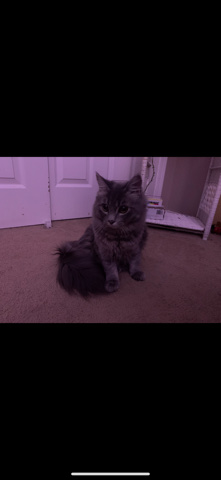 long haired big blue haired domestic cat