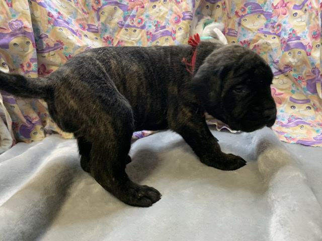 English Mastiff – AKC Mastiff Champion Bloodline – Thibodaux