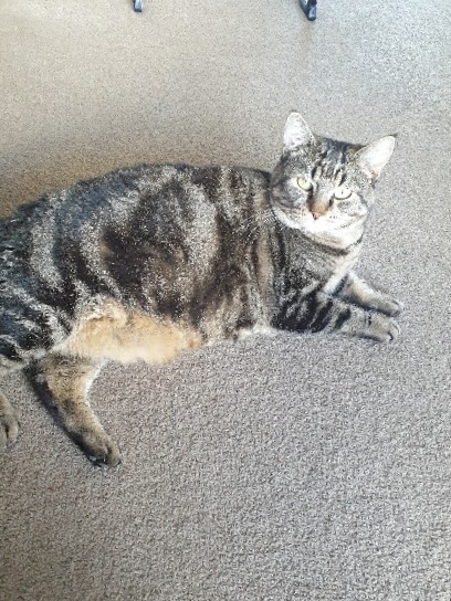 Russian White, Black and Tabby – Wanted a forever home for Tui
