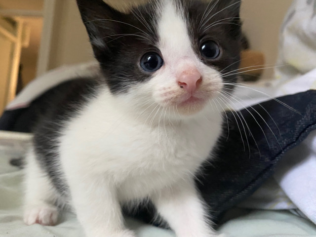 British Semi-longhair – three beautiful kittens