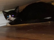 Tuxedo kitten