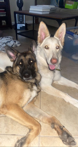 German Shepherd – German Sheperd Puppies