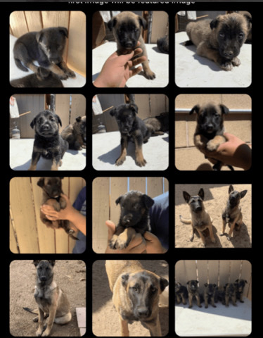 German Shepherd – German shepherd