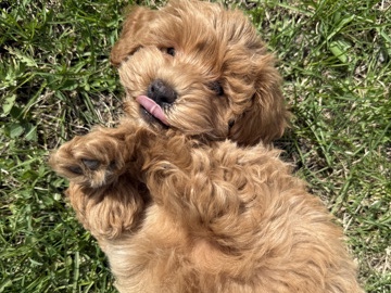 Poodle – Meet Teddy the eskipoo puppy – Massena