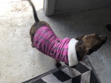 American Pit Bull Terrier – Microchipped and Neutered Murdal pit – Brooksville