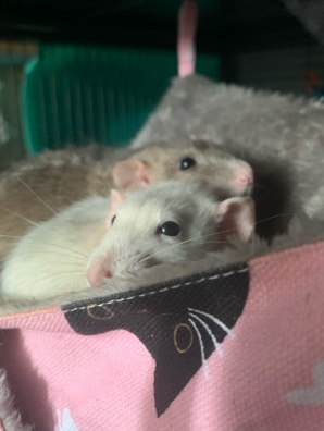 3 female rats