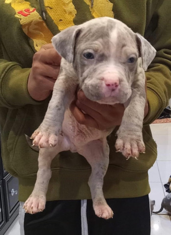 American Bulldog – 2 month Merle bully for sell