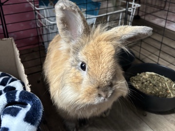 Lionhead – lion head holland lop mix – Derby