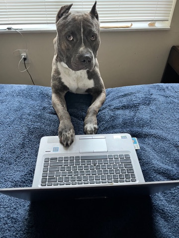American Pit Bull Terrier – 2 year old male Brindle Pitbull