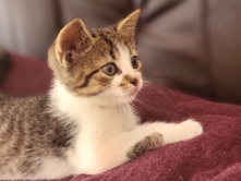 American Wirehair – Babykater (American Wirehair) – Rühen