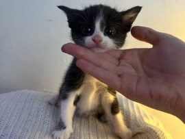CUTE KITTENS FOR SALE – Huddersfield