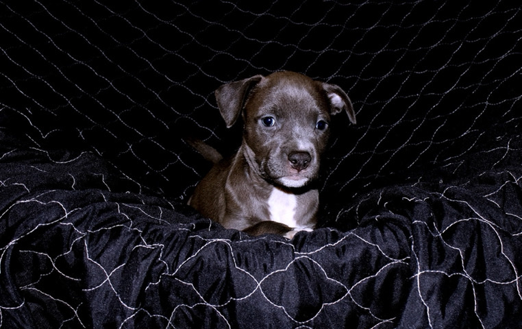 American Pit Bull Terrier – Bella “Female”
