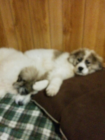 Great Pyrenees puppies