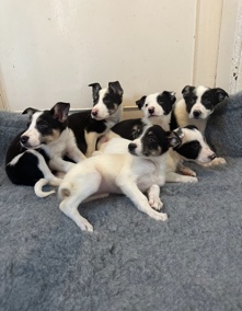 Border Collie – Border collie pups