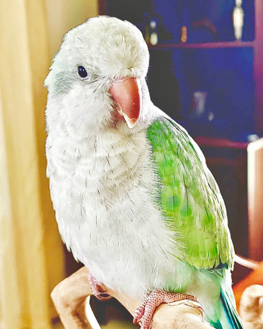 Quaker Parrot – Quaker Parrot