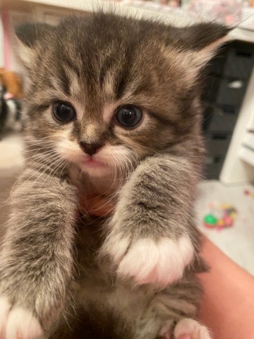 Persian (Modern) – 2 Persian kittens