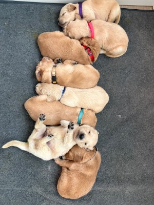 Golden Retriever – AKC English Cream/ Dark Golden Pups – Corona