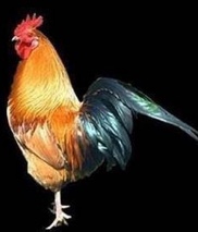 rooster