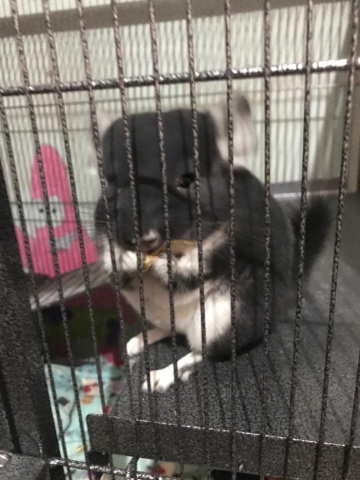 chinchilla – Chinchilla for sale