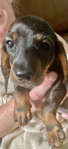 Mini Dachshaund Pupoy