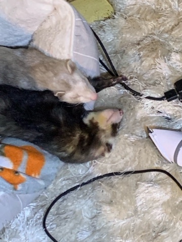 ferrets