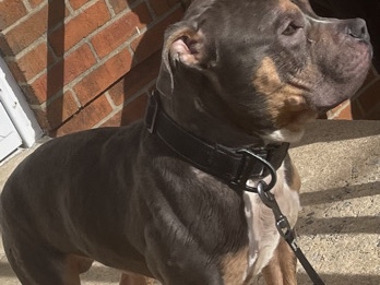 American Bulldog – male American bully