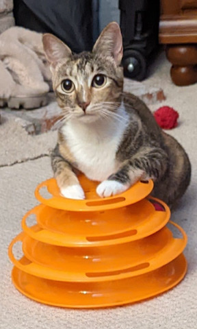 American Shorthair – 3-yr Old Cutie Boonie Cat Looking for New Home