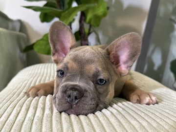French Bulldog – frenchie blue fawn female – Fort Worth