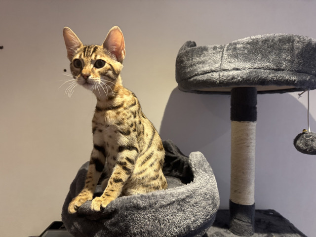 Bengal – Bengal Kater – Düren