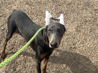 Doberman Pinscher – male – Modesto