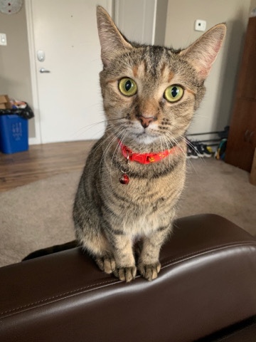 Java Chip
