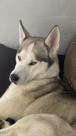 Siberian Husky – Siberian husky