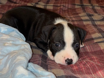 American Pit Bull Terrier – pitbull his name is shadow and he’s looking  for a sweet loving family he loves to cuddle and sleep. I’m located in York pa!😃 – York