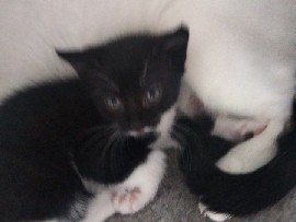 British Shorthair – 9 week old kitten – Avonbridge
