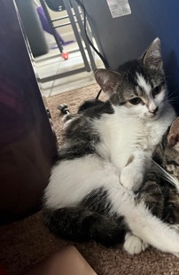 kitten for sale