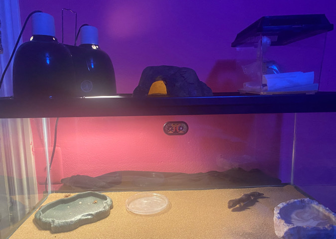 gecko
