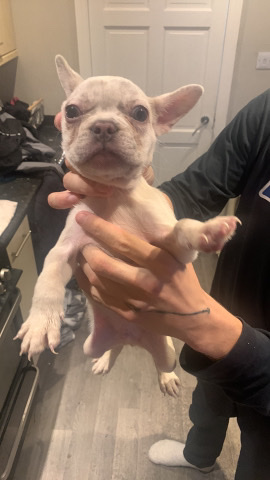 French Bulldog – for sale french bulldogs pups