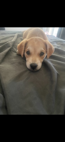 Labrador Retriever – Free puppy