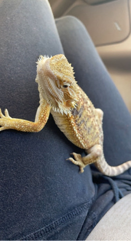 2 Bearded Dragons