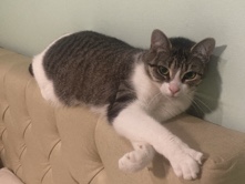 Russian White, Black and Tabby - FEMALE TABBY CAT available for adoption in Toronto