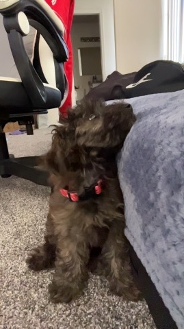 Poodle – looking for a new home