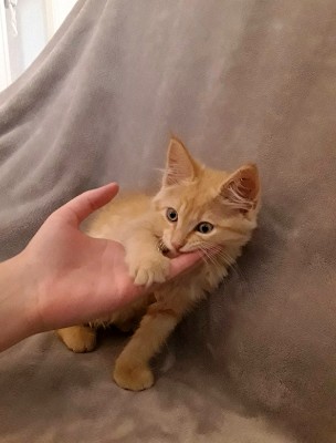 5 month old female kitten – Brandon