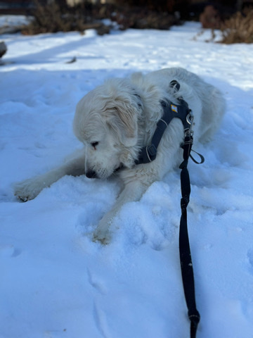 Great Pyrenees – Sweet girl
