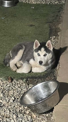 Siberian Husky – Baby husky