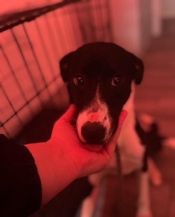 Border Collie – Border Collie