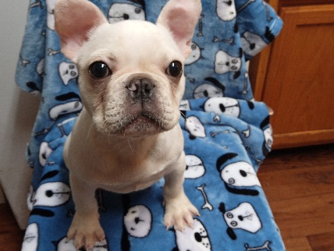 French Bulldog – Sweet Boy Frenchie